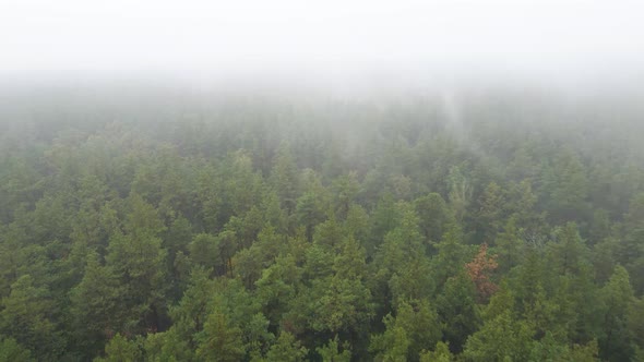 Fog in the Forest Aerial View