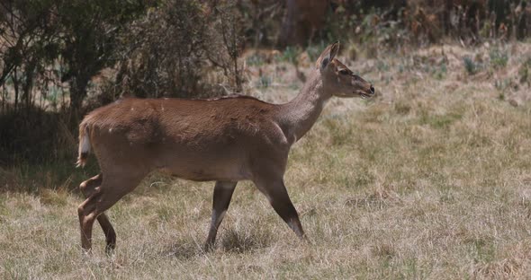 Mountain nyala, Ethiopia, Africa wildlife