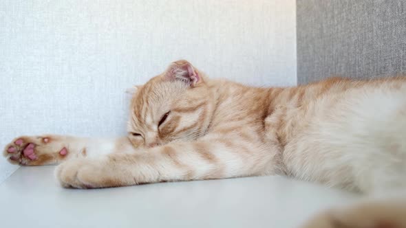 Lazy Orange Scottish Fold Cat Lying on the White Shelf and Resting