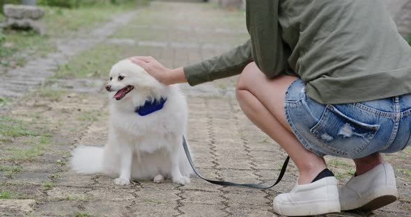 Pomeranian dog listen the command of woman