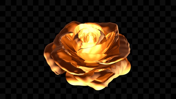 Golden Rose