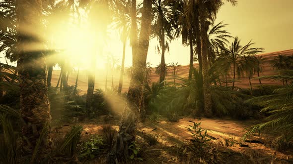 Sunset in the Desert Above the Oasis with Palm Trees and Sand Dunes