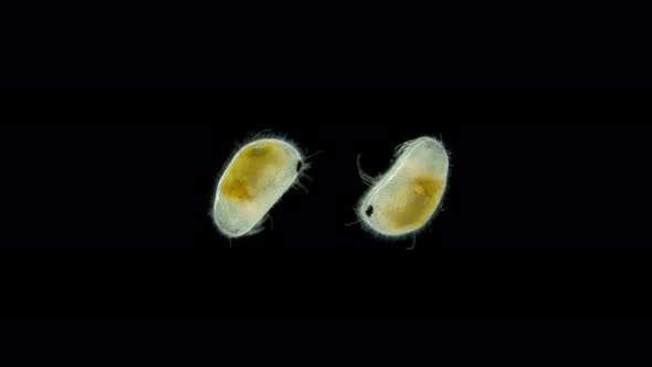 Freshwater Ostracoda Under a Microscope Oligostraca Superclass