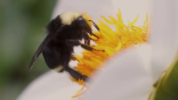 A black and yellow bumble bee extracting nectar from Dahlia flowers in slow motion