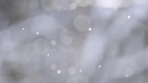 View of a Blurred Winter Background of Trees and Flying Sparkling Snow in the Form of Bokeh
