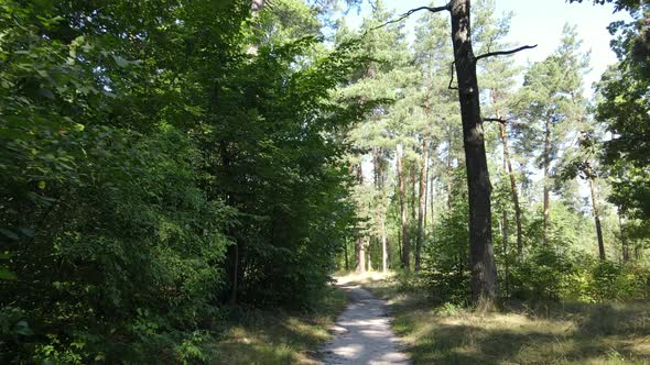 Trees in the Forest During the Day