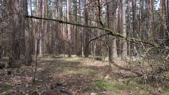 Forest Landscape Aerial View Slow Motion