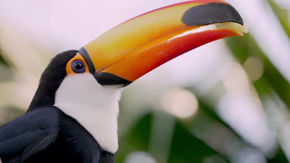 Toucan deftly using its yellow bill to handle piece of food; close-up