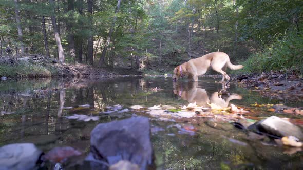 Yellow Labrador retriever walking into a creek in a forest and drinking water.