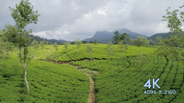 FlyOver Tea Plantation Mountain Area