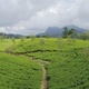 FlyOver Tea Plantation Mountain Area - VideoHive Item for Sale