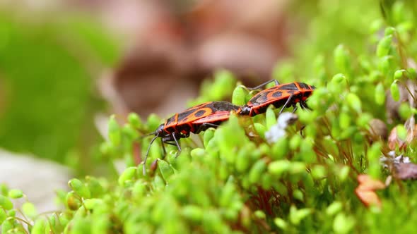 Firebug, Pyrrhocoris Apterus, Is a Common Insect of the Family Pyrrhocoridae.