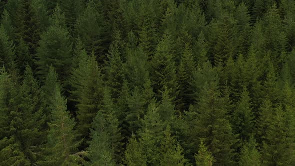 Flight Over A Pine Forest 2