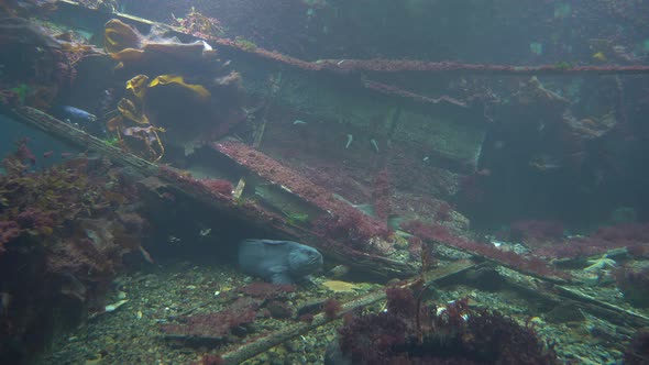 Jellykat northern wolf fish hiding below wreck at seabed