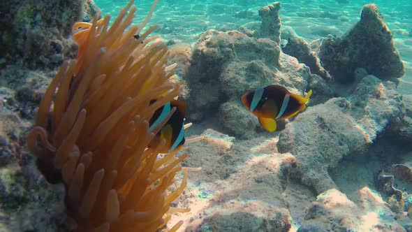 Clownfishes In Anemones