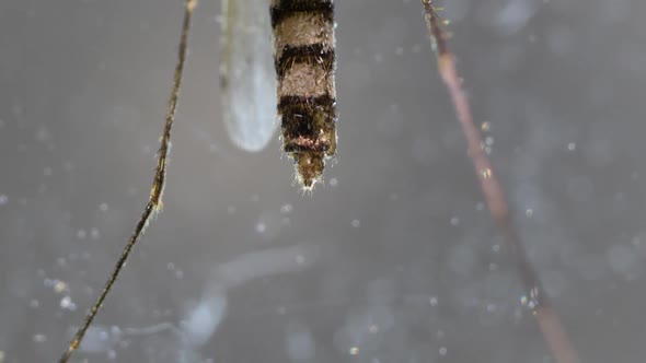 Mosquito Analysis  alt