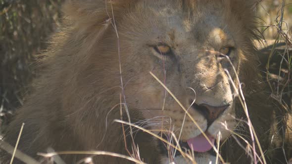 Close up of a lion in Masai Mara