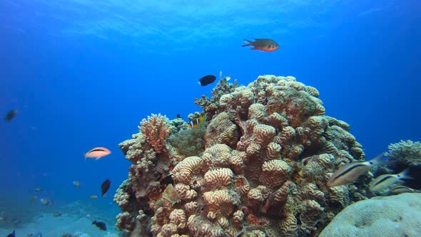 Soft-Hard Corals Colorful Fish