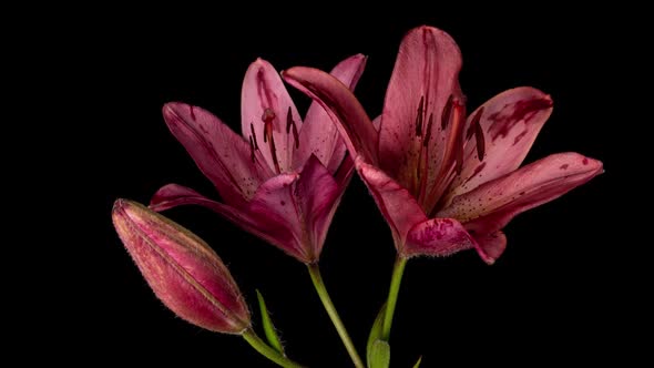 Beautiful Red Lilies Flower Bud Blooming Timelapse, Extreme Close Up. Time Lapse of Fresh Lilly