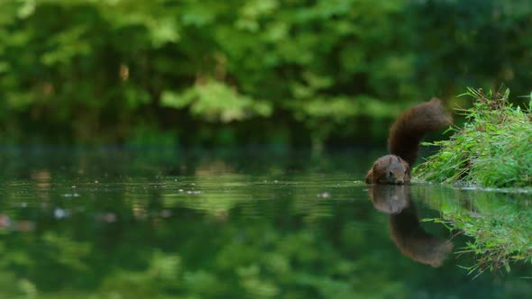 Dark squirrel wade and sniff water surface in search of hazelnuts - slow motion