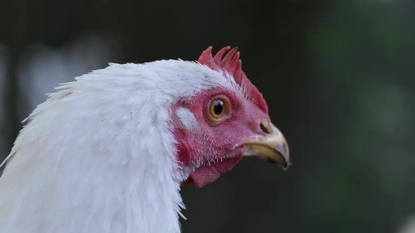 Closeup of a White Chicken on a Poultry Farm