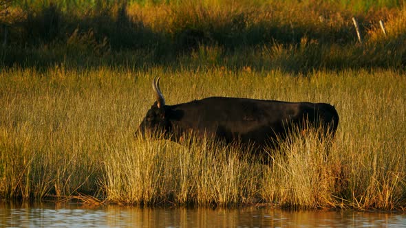 Camargue cattle (  Bos taurus) in the wet fields