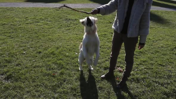 Woman with the dog at the park