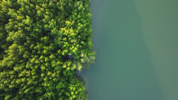 Aerial top down view of mangrove forest, drone flying over tree tops