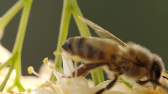 Bee Collecting Pollen From a Flower of the Tree