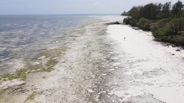 Lonely Woman Walking on the Beach at Low Tide Low Tide in Zanzibar Slow Motion