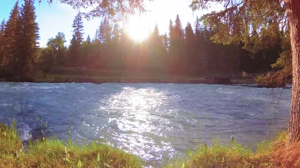 Meadow at Mountain River Bank. Landscape with Green Grass, Pine Trees and Sun Rays. Movement on