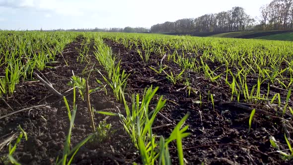 Shoots of young wheat sprouted from the ground sway in the strong wind.