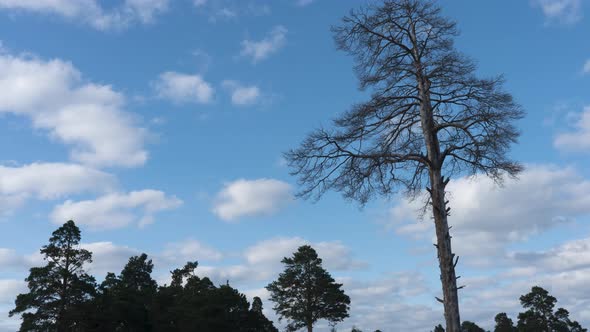A Tall Tree That Died Because of Human Activity