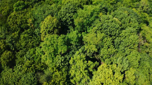 Fly Over a Green Dense Forest at Noon in Summer