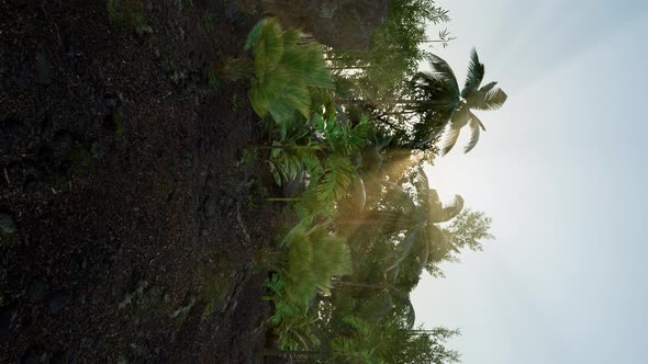 Tropical Green Forest View with Sun Flare in Morning