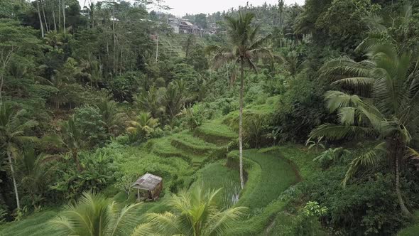 Rice Terraces on Bali Island, Aerial Shot