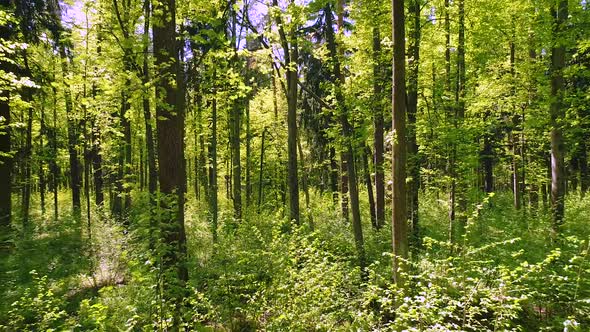 Flying Between the Trees in the Spring Forest