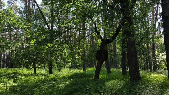 Beautiful Green Forest on a Summer Day Slow Motion