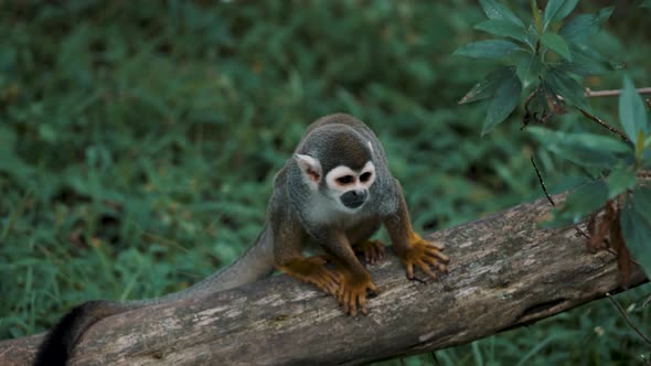 Common Squirrel Monkey Looking Around In Its Habitat. - close up