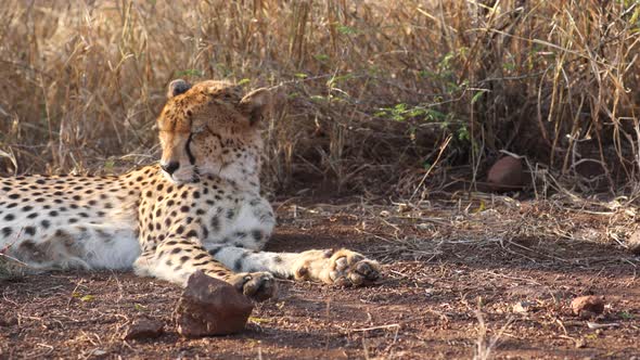 Resting cheetah in tall savanna grass flicks ears for pesky fly insect