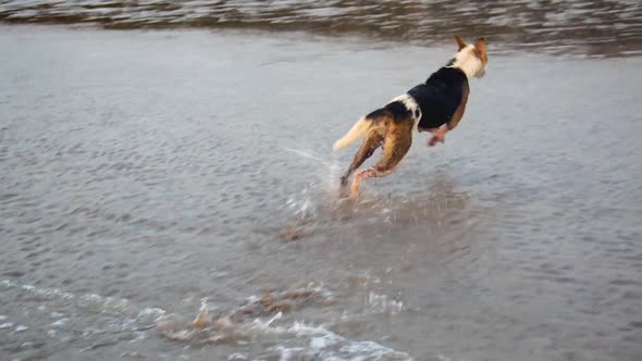 A Huge young German Shepherd dog chasing and running behind stray dog on beach in Mumbai, Pet dog Ge