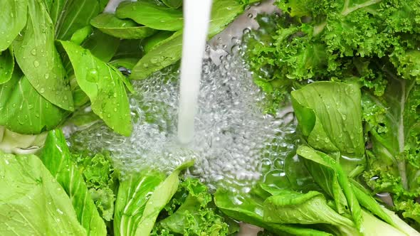 Washing in Water in Sink Green Pok Choy and Kale Cabbage Leaves in Kitchen