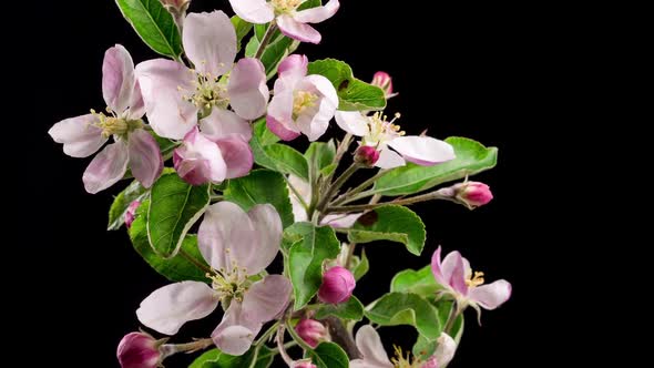 Fresh Isolated Fruit Flowers Blooming on Black Background on Apple Tree in Spring Time