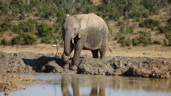 African Elephant At Waterhole - South Africa