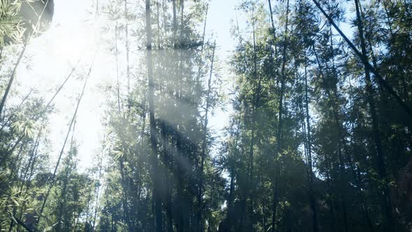 Lanscape of Bamboo Tree in Tropical Rainforest, Malaysia alt