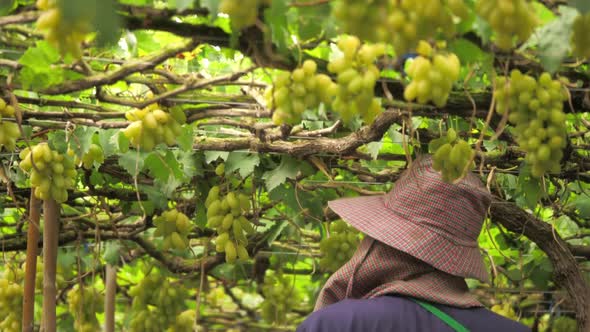 Farmer harvesting grapes in the vineyard