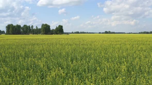 Yellow-green fields of rapeseed go into the distance beyond the horizon.