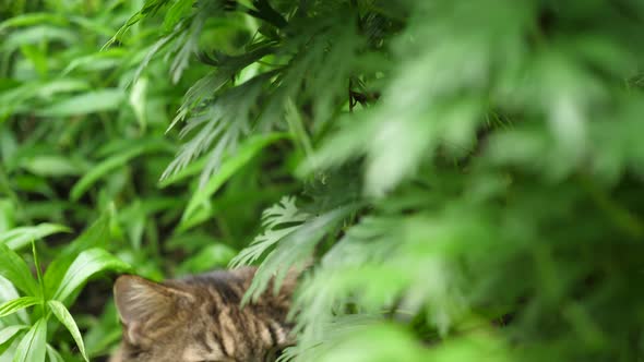 Big Gray Cat Sitting in the Garden Bush