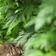 Big Gray Cat Sitting in the Garden Bush - VideoHive Item for Sale