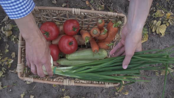 The Farmer is Holding a Box of Organic Vegetables